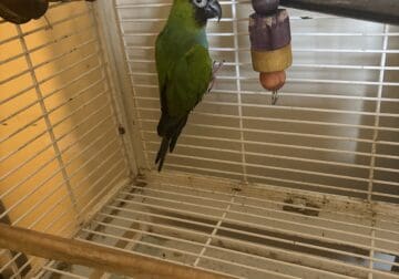 Pepe the Nanday parakeet