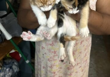 Free kittens & Adult cat
