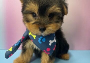 Toy Yorkie For Sale