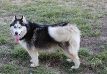 Rehoming our dog Glacier, a female Siberian Husky.