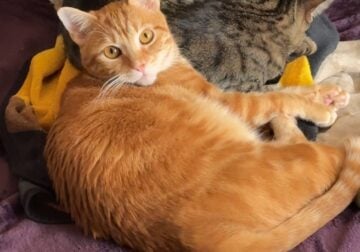 2 yr old ginger tabby looking for a new home
