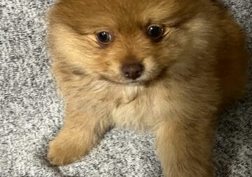 For Sale Pomeranian Puppies