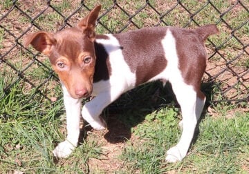Chocolate male rat terrier