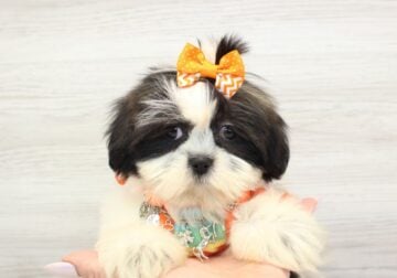 Adorable Toy Shih Tzu Puppy For Sale