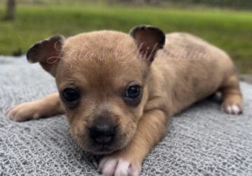 Merle Chihuahua puppy