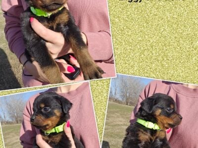SERBIAN AND GERMAN ROTTWEILER PUPPIES