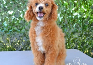 Toy Poodle – Proven Stud