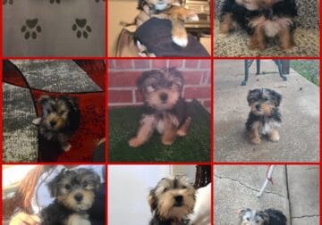 Yorkshire Terriers-5 boys & 1 girl available