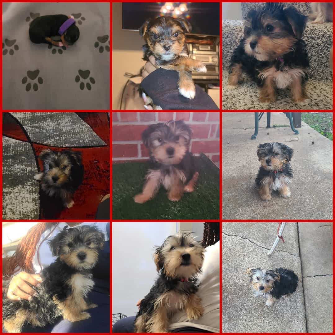 Yorkshire Terriers-4 boys & 1 girl available