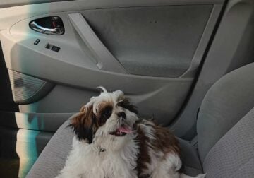 Loving bubbly Shih Tzu looking for forever home