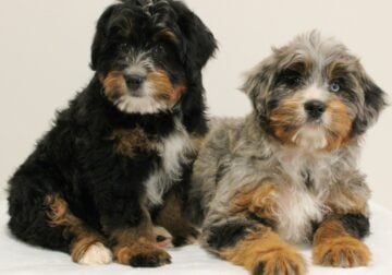 Miniature Bernedoodle Puppies