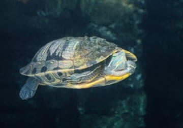 Red eared slider adult