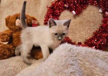 Siamese Kittens For Rehoming.