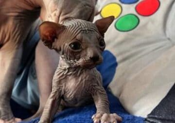 Sphynx Kittens Pick Up Only.