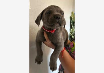 Pure Bred Cane Corso 9wks old