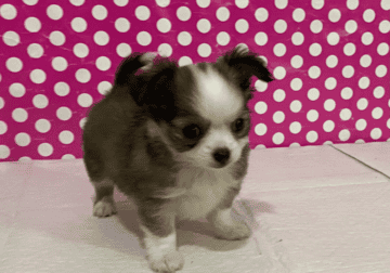 Tiny Toy Longhair Female Puppy