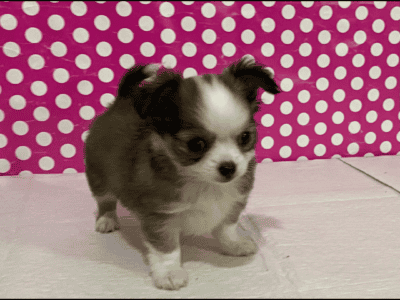 Tiny Toy Longhair Female Puppy