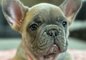10 week old Frenchie