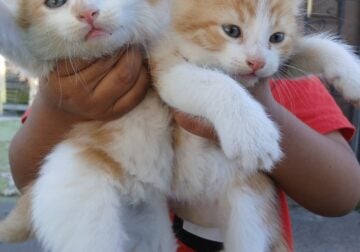 Free baby kittens