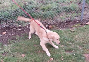 Golden retriever dog for adoption