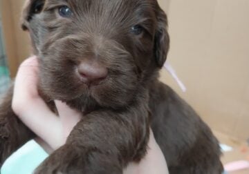 Portidoodle Puppies ready to go 5/10