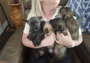 Cairn terrier puppies