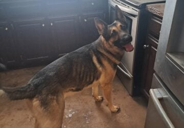 German Sheppard for free x 2
