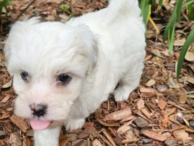 Male Schnoodle puppy
