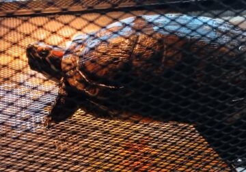 2 red eared sliders (only one is shown) and cage