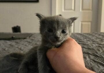 Free Kitten, female, grey