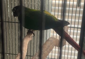 Green cheek conure for rehoming