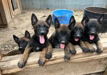 Belgium melanoid Puppies looking for a good home