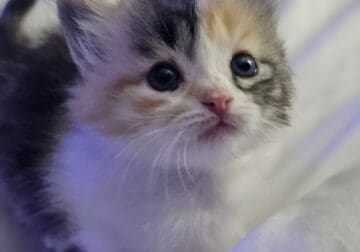 Female Calico Munchkin Kitten