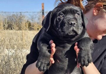 Cane Corso puppies (ready for forever home)
