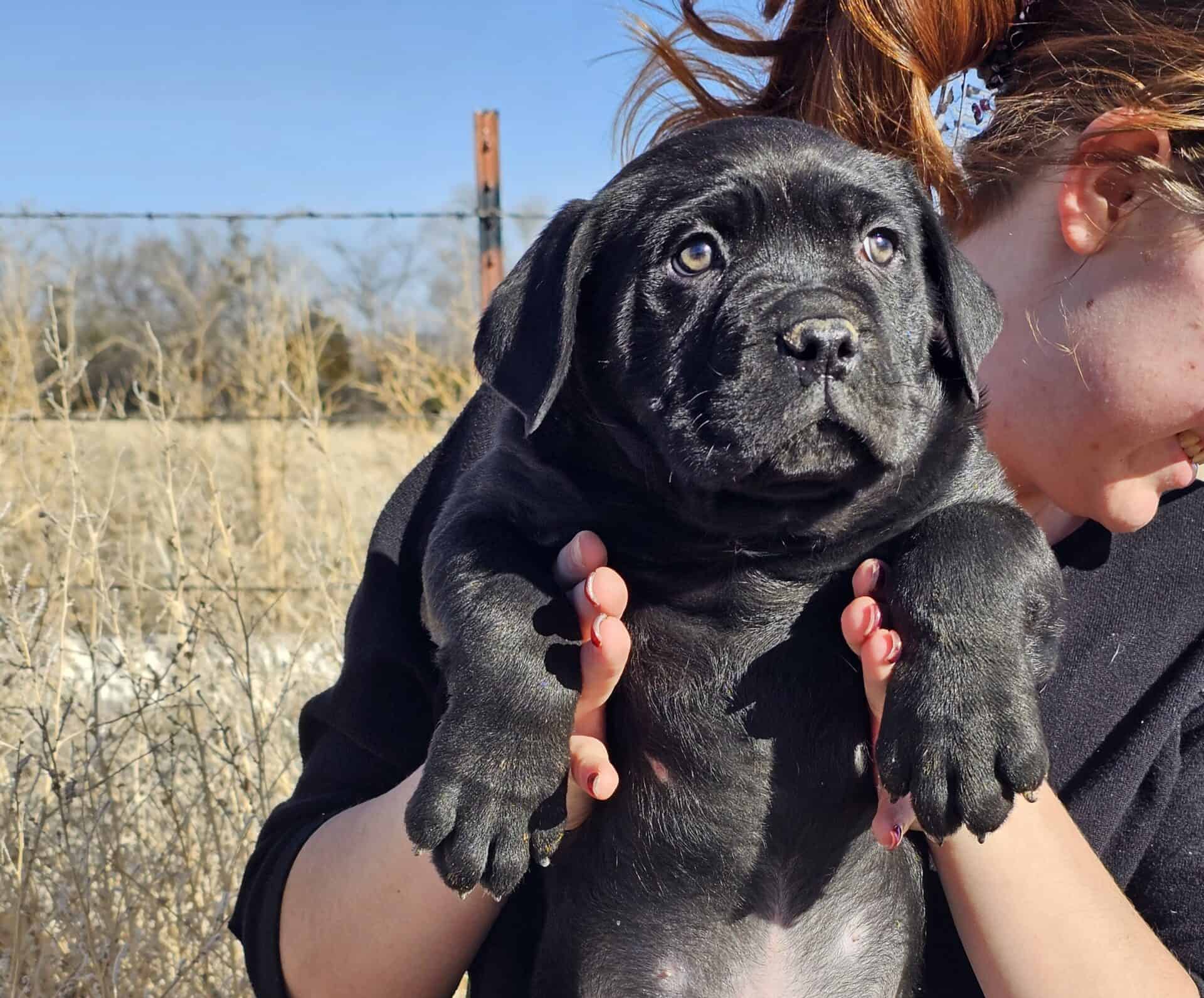 Cane Corso puppies (ready for forever home)