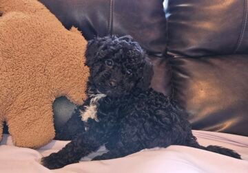 Purebred poodle puppies 8 weeks old long island ny