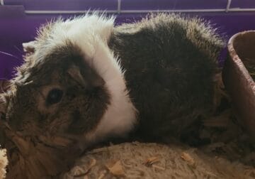 CUTE male guinea pig and pet run for sale