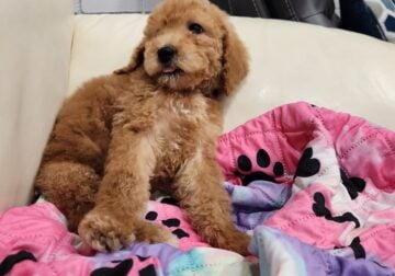 3 Month Old Standard Poodle Puppies