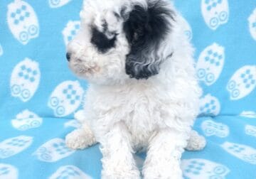 Mini poodle ( black and white)