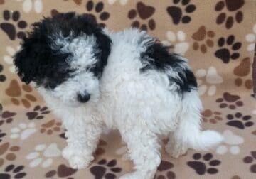Mini poodle ( black and white male)