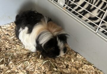 Long hair young pig and cage