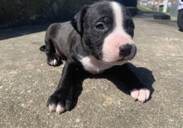 American Bully Puppy for sale 750