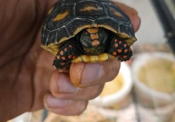 Baby red foot tortoise