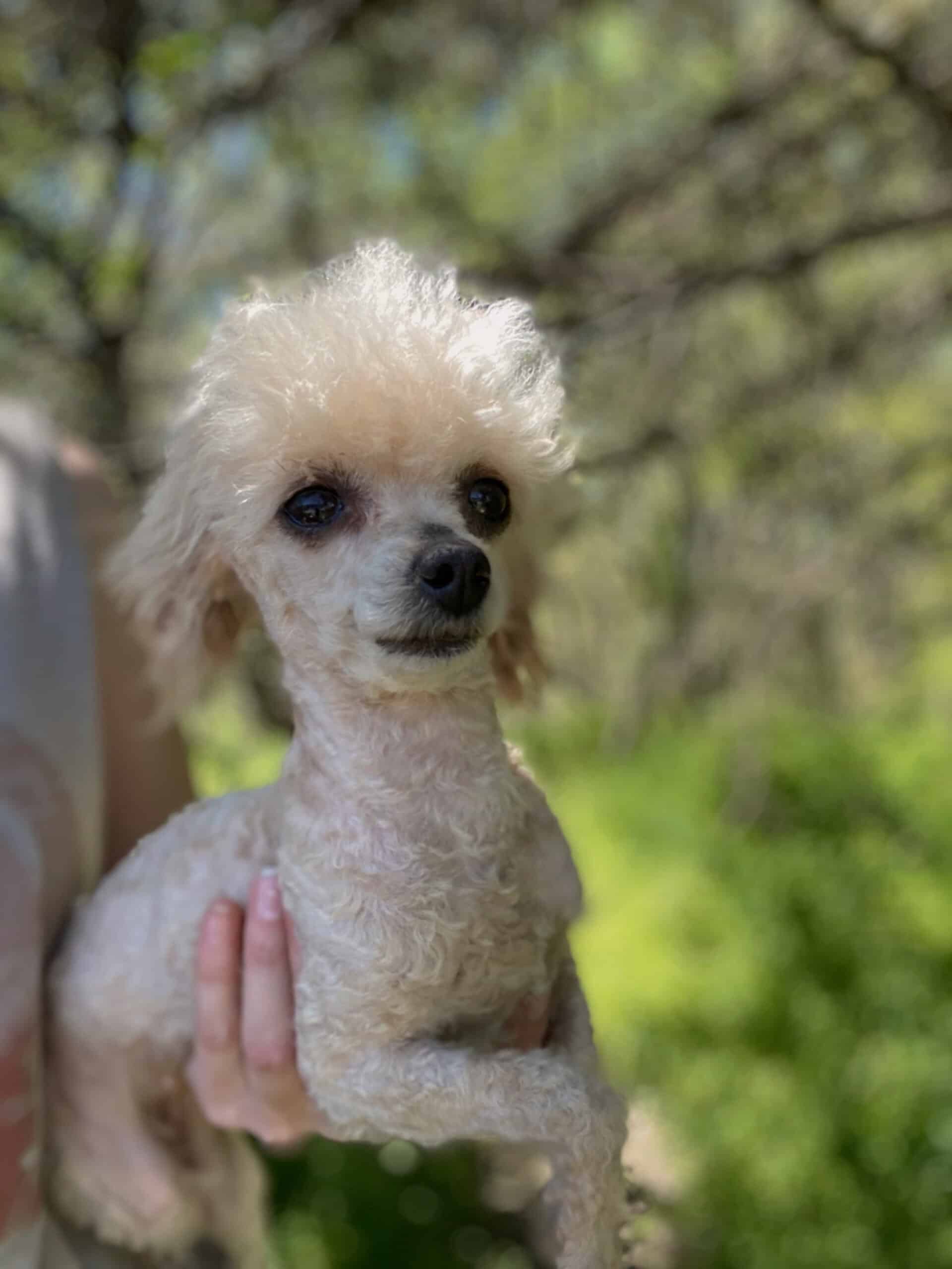 Female teacup toy poodle 3 years old