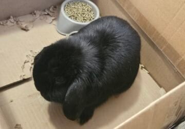 Rabbit (Sr Buck – Holland Lop)