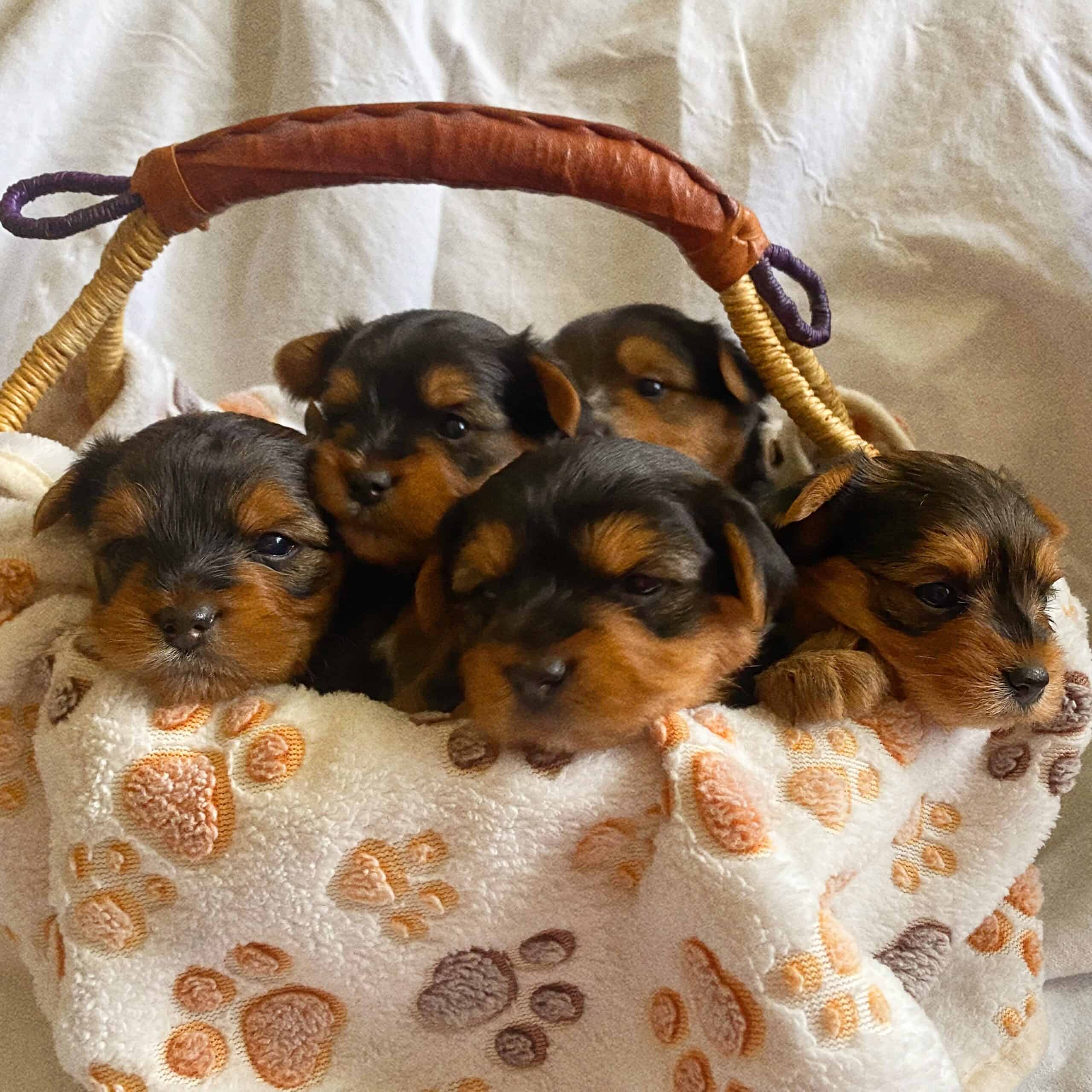 Traditional Yorkshire Terrier Puppies