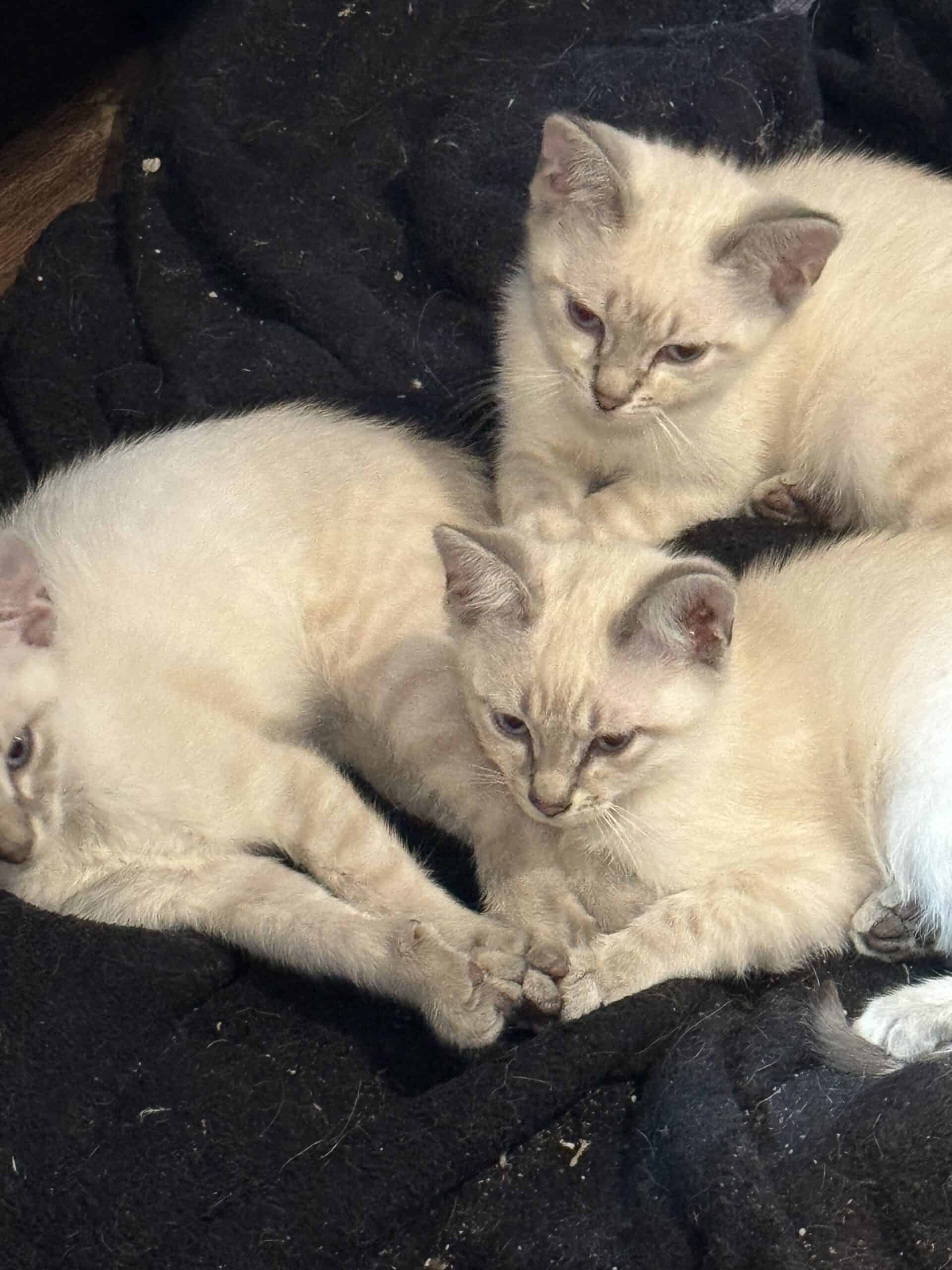 Savannah/ Siamese kittens