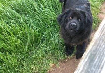 3 year old papered newfoundland