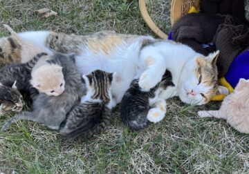 Cuddly kittens