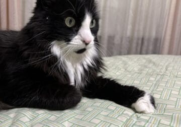 7 y/o Black & White Medium Hair Female Spaded Cat